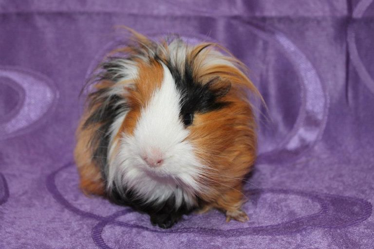 Alvin
